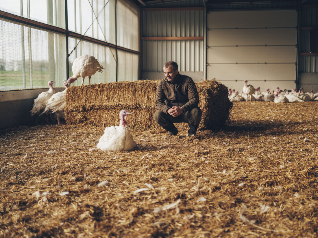 BILLA führt ab Juli heimisches "Fair zum Tier"-Putenfleisch ein, das höchsten Tierwohlstandards entspricht. Die Puten haben mehr Platz, überdachte Freiflächen und erhalten gentechnikfreie Fütterung. Das Sortiment umfasst Produkte an den Fleisch-Bedientheken von BILLA und BILLA PLUS sowie Tierwohl-Putenbrust in ausgewählten Märkten. BILLA betont, dass sämtliches Putenfleisch zu 100 % aus Österreich stammt und die Haltungsbedingungen kontinuierlich verbessert werden.