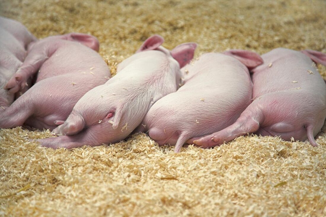 Derzeitiges System der Schweinepreisfindung ist schädlich für die Landwirtschaft – GourmetFein übernimmt Verantwortung!