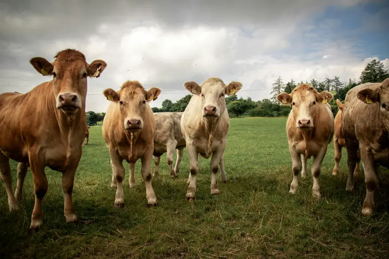 Methan, Tierbestände und Klimawandel – historische Analyse liefert neue Gesprächsgrundlage