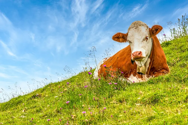 The Systemantics of Meat – Warum Ernährungspolitik ohne Verständnis für Fleisch scheitern kann