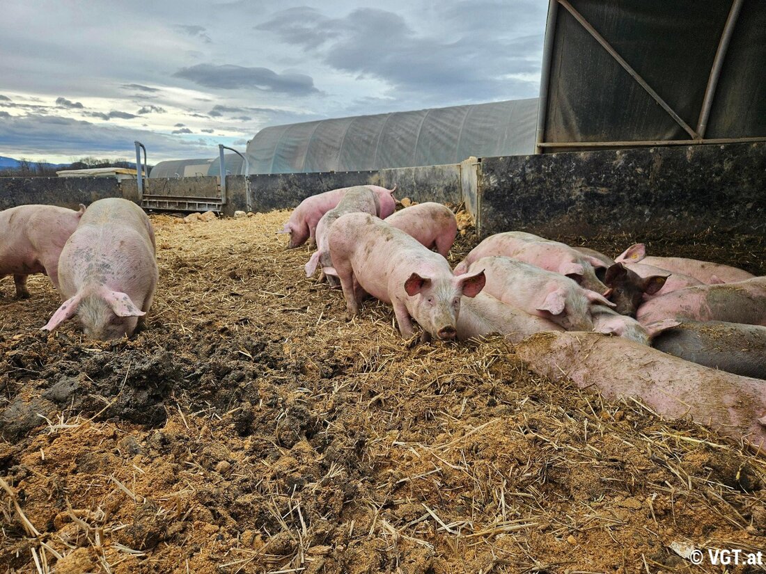 Österreich startet das Projekt „Ackerschweine“: Tierwohl, Grundwasserschutz und Kreislaufwirtschaft in der Schweinehaltung im Praxistest.