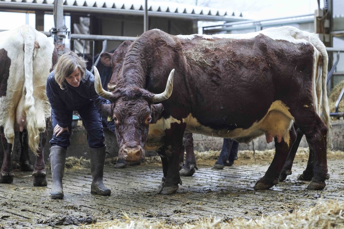 Platz, Luft, Licht und Wohlbefinden machen das Fleisch der Rinder von Helga Bernold so außergewöhnlich gut.