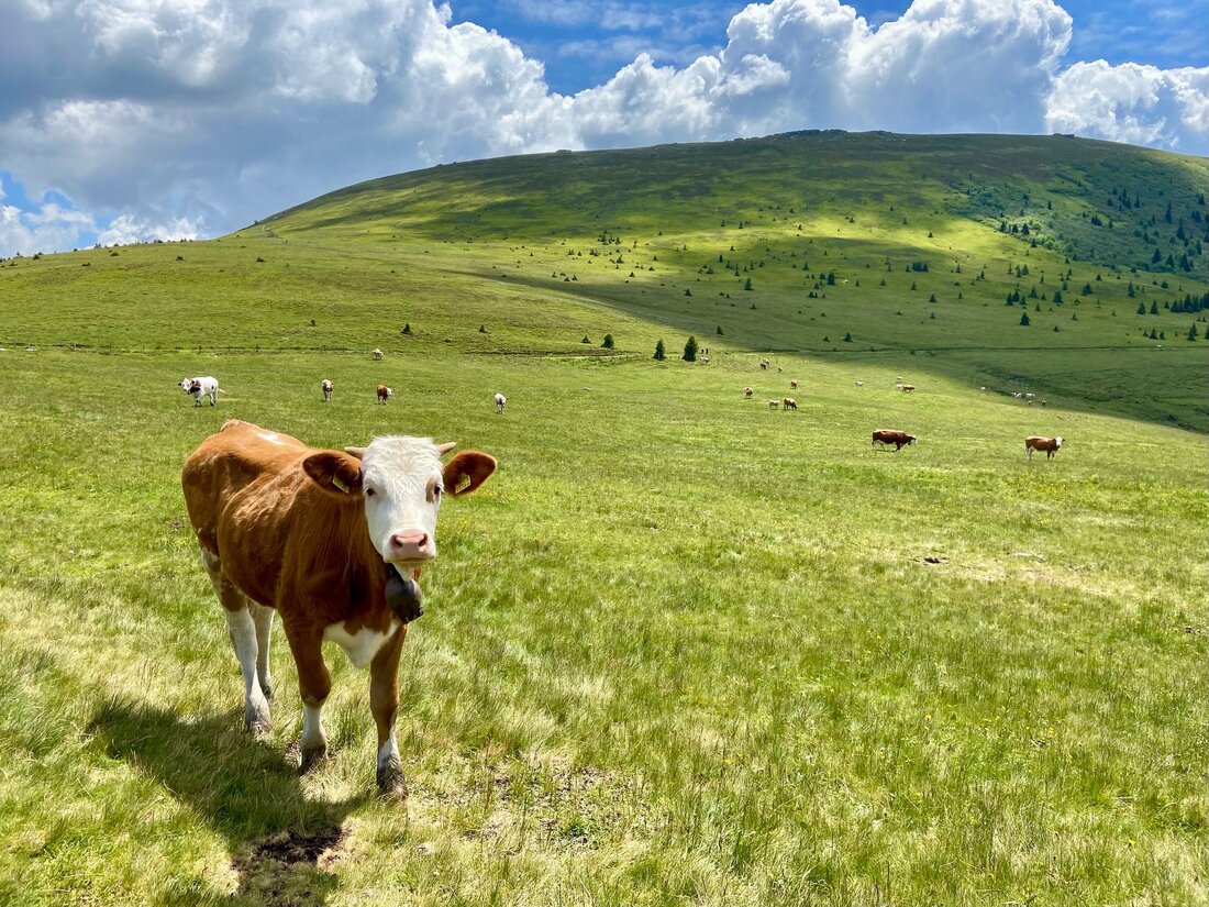 Land schafft Leben: Klima, Kühe und Kosum. Die Debatte rund um Landwirtschaft, Ernährung und Klima stößt häufig an ihre
Grenzen. Oft werden Zusammenhänge innerhalb unseres Ernährungssystems
vergessen, Zahlen, die in diesem Kontext kursieren, falsch interpretiert –
und: die Wirkung unserer Konsumentscheidungen unterschätzt.