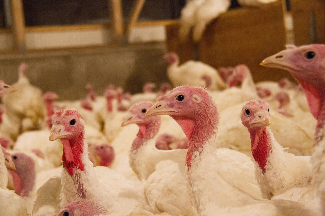 Die Haltung von Puten unterliegt in Österreich den derzeit EU-weit höchsten Tierwohlstandards. Die Besatzdichte, also der Platz, den jedes Tier zur Verfügung hat, ist für Puten besonders streng reguliert – und das nicht nur branchenintern, sondern sogar gesetzlich festgehalten. Weltweit ist die Putenhaltung nur in Schweden und in der Schweiz ähnlich streng geregelt. Dem Wunsch vieler Konsumentinnen und Konsumenten nach mehr Tierwohl wird damit zwar nachgegangen, doch kann diese Entwicklung auch gegenteilige Auswirkungen haben: Sie kann Tierleid fördern. Warum das so ist, erklärt Putenbauer und Obmann der ARGE Pute Robert Wieser in der aktuellen Folge des Land schafft Leben-Podcasts „Wer &hellip;