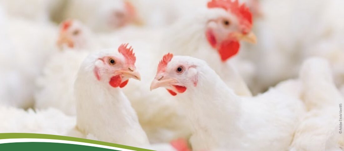 Das Ländliche Fortbildungsinstitut (LFI) hat einen detaillierten Ratgeber zur Mastgeflügelhaltung veröffentlicht. Von rechtlichen Grundlagen über Stallbau und Fütterung bis hin zur Vermarktung werden alle Aspekte der Haltung von Masthühnern, Truthühnern, Gänsen und Enten behandelt. Der Ratgeber bietet eine umfassende Informationsquelle für Geflügelhalter:innen und liefert praktische Tipps und Einblicke in die Geflügelindustrie.