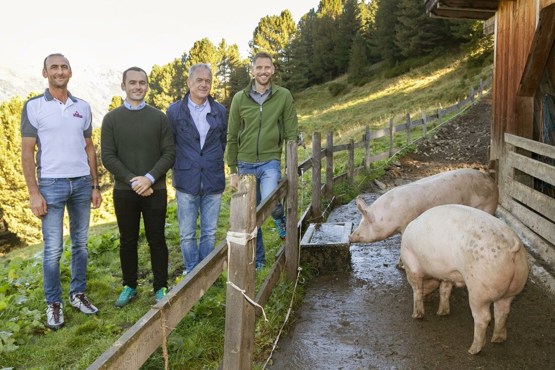 Zum Fressen bekommen sie Molke und Gestenbruch. Diese stressfreie Zeit auf der Alm merkt man ganz besonders bei der Fleischqualität. Das Fleisch wird zart und schmeckt aromatisch. Wie viel Einsatz es bedeutet, die Almschweine, die im Frühsommer auf die Alm kommen und dann bis zum Herbst an stattlichem Gewicht zulegen, erklärte Ludwig Klingler von der Außermelang Alm. „Bereits ganz in der Früh bekommen die Schweine ihre Morgenration an Molke. Zu Mittag und am Abend werden die Tiere dann nochmals versorgt. Die Tiere werden quasi rund um die Uhr betreut“. Eine Rarität: Tiroler Almschwein  „Beim Tiroler Almschwein handelt es sich absolut &hellip;