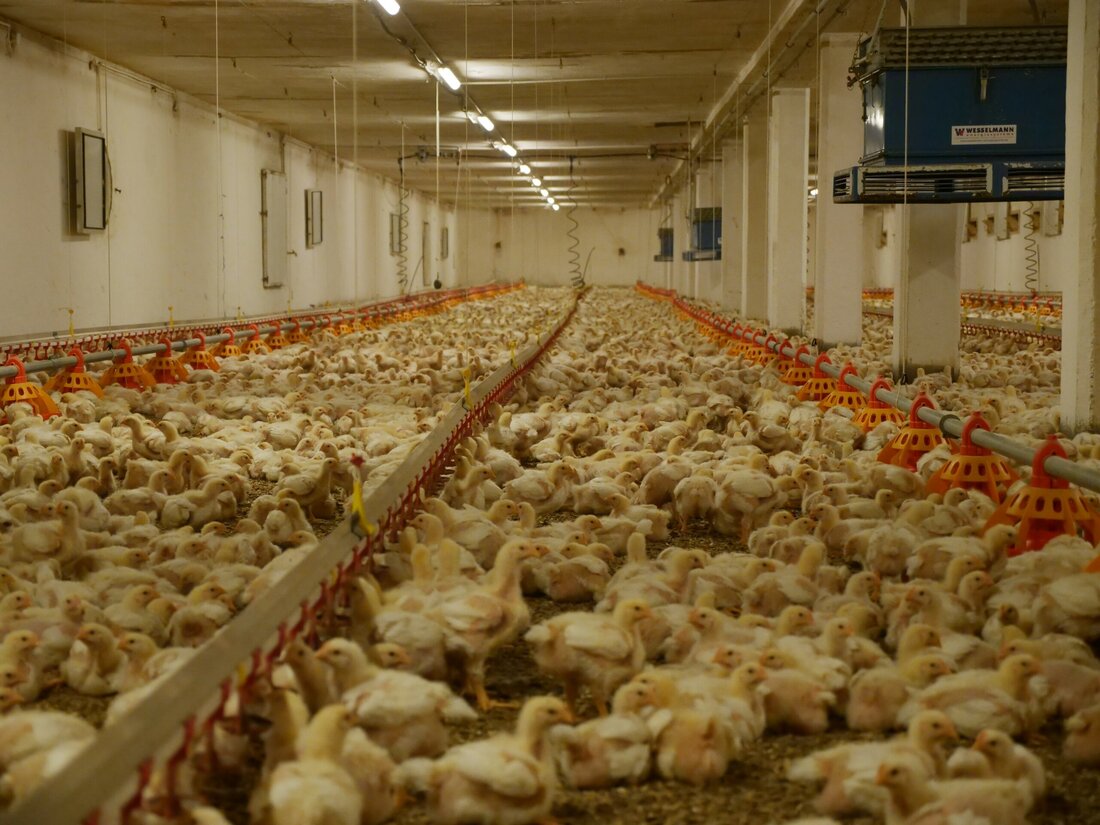 Nach den Aufdeckungen von Tierquälerei in deutschen und spanischenHühnermast-Betrieben werden heute schockierende Aufnahmen aus Österreich vom VEREIN GEGEN TIERFABRIKEN veröffentlicht. Zu sehen sind nicht nur die horrenden Zustände in diesen Tierfabriken und das Tierleid durch viel zu schnelles Wachstum, sondern auch, dass beim Einsammeln der Hühner zum Transport in den Schlachthof einige der Tiere einfach eiskalt überfahren werden. Mit AMA Gütesiegel ausgezeichnet Der aktuell betroffene Betrieb in der Südoststeiermark ist mit dem AMA Gütesiegel ausgezeichnet. In Österreich seien wir die absoluten Vorreiter in der Hühnerhaltung, heißt es oft seitens der Industrie. Dennoch ist die aufgedeckte Hühnermast kaum von jenen in &hellip;