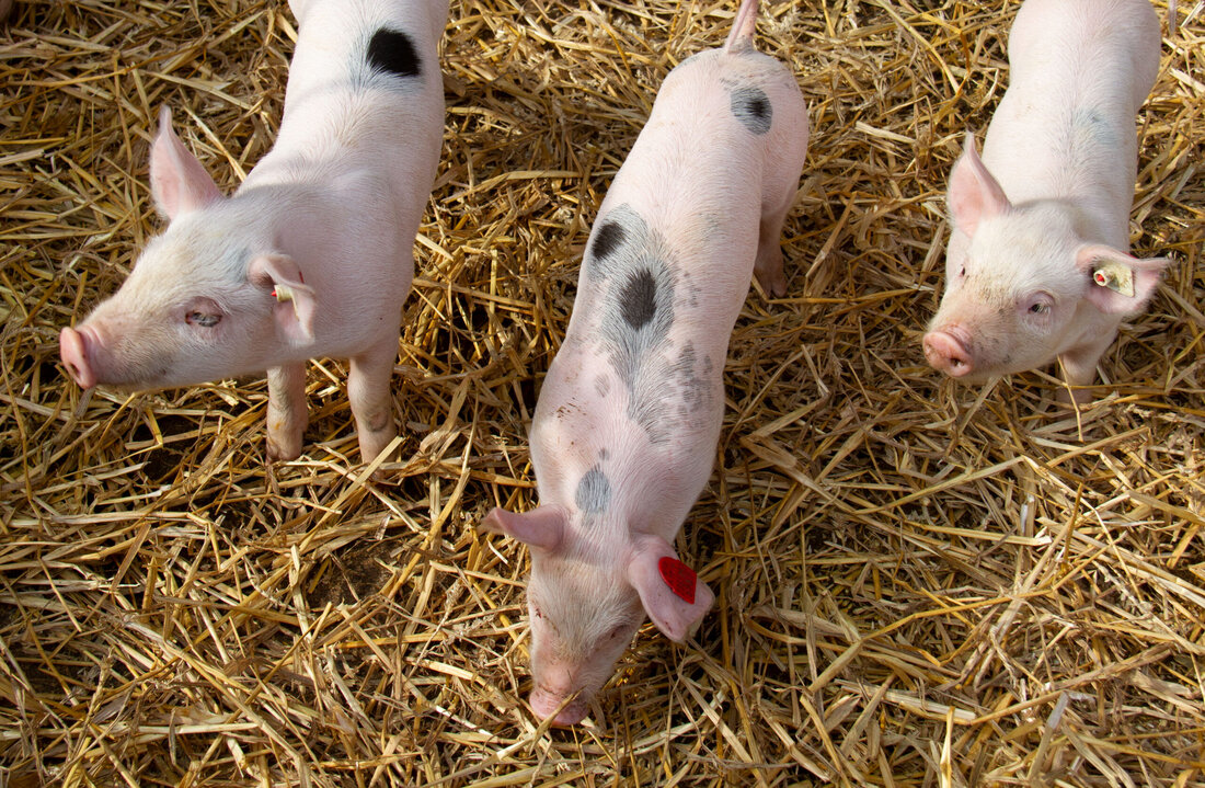 Der Tierwohl-Anteil bei Schweinefleisch steigt langsam an. Teilweise wollen Schweine-Betriebe in Tierwohlprogrammen produzieren, doch fehlt noch die Nachfrage nach Tierwohl-Fleisch.