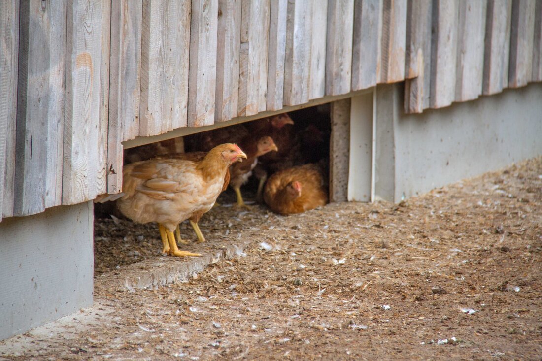 Geflügelfleisch aus Österreich: Höchste Qualität und nachhaltige Produktion. Geflügelfleisch aus Österreich steht für hohe Qualität, Platz für Tiere und einen kompletten Verzicht auf Gentechnik. Warum sich der Kauf heimischen Geflügels für Konsumenten und die Umwelt lohnt.