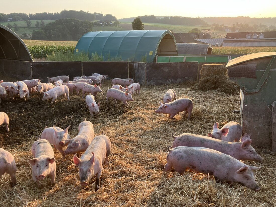 Österreich startet das Projekt „Ackerschweine“: Tierwohl, Grundwasserschutz und Kreislaufwirtschaft in der Schweinehaltung im Praxistest.