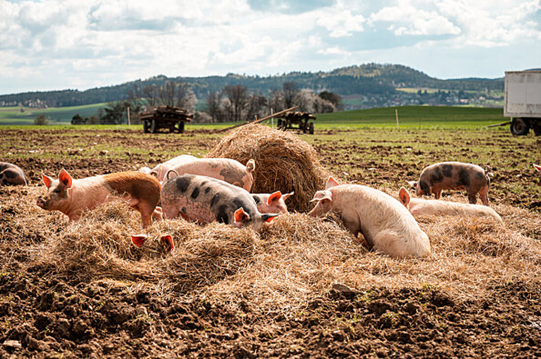 Ja! Natürlich hat vor rund 20 Jahren das ehrgeizige Tierwohl-Projekt „Waldviertler Bio-Freilandschweine“ ins Leben gerufen. Einzigartig im österreichischen Lebensmitteleinzelhandel, verbringen die Freilandschweine ihre gesamte Zeit zu 100% im Freien und zeigen positive Effekte auf das Immunsystem der Tiere. Artgerechte Haltung und das Wohl der Tiere liegen Ja! Natürlich besonders am Herzen, und somit sind höchste Tierwohlstandards bereits seit der Gründung ein fixer Bestandteil.