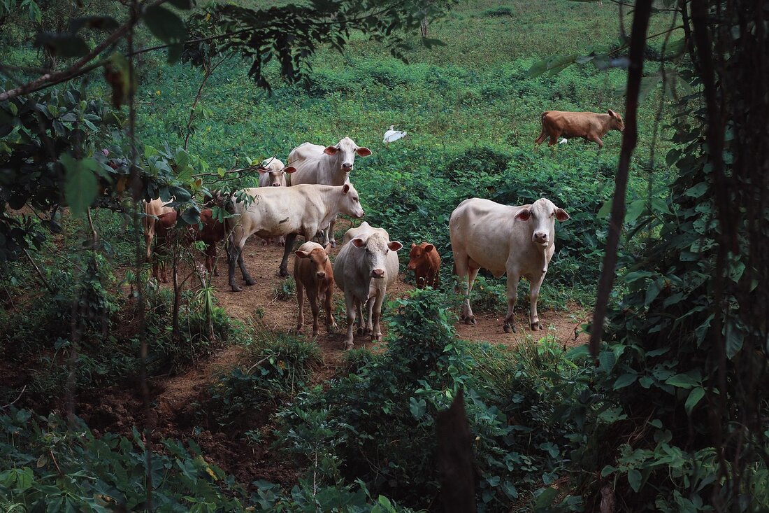 Die EU-Entwaldungsverordnung tritt Ende 2025 in Kraft. Ein Leitfaden unterstützt Fleischer beim Umgang mit EUDR-Pflichten rund um Rindfleisch und Soja.
