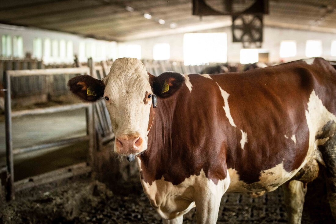 Erstmals seit seinem Amtsantritt traf der deutsche Landwirtschaftsminister Alois Rainer am 7. August 2024 seinen österreichischen Amtskollegen Norbert Totschnig auf österreichischem Boden.