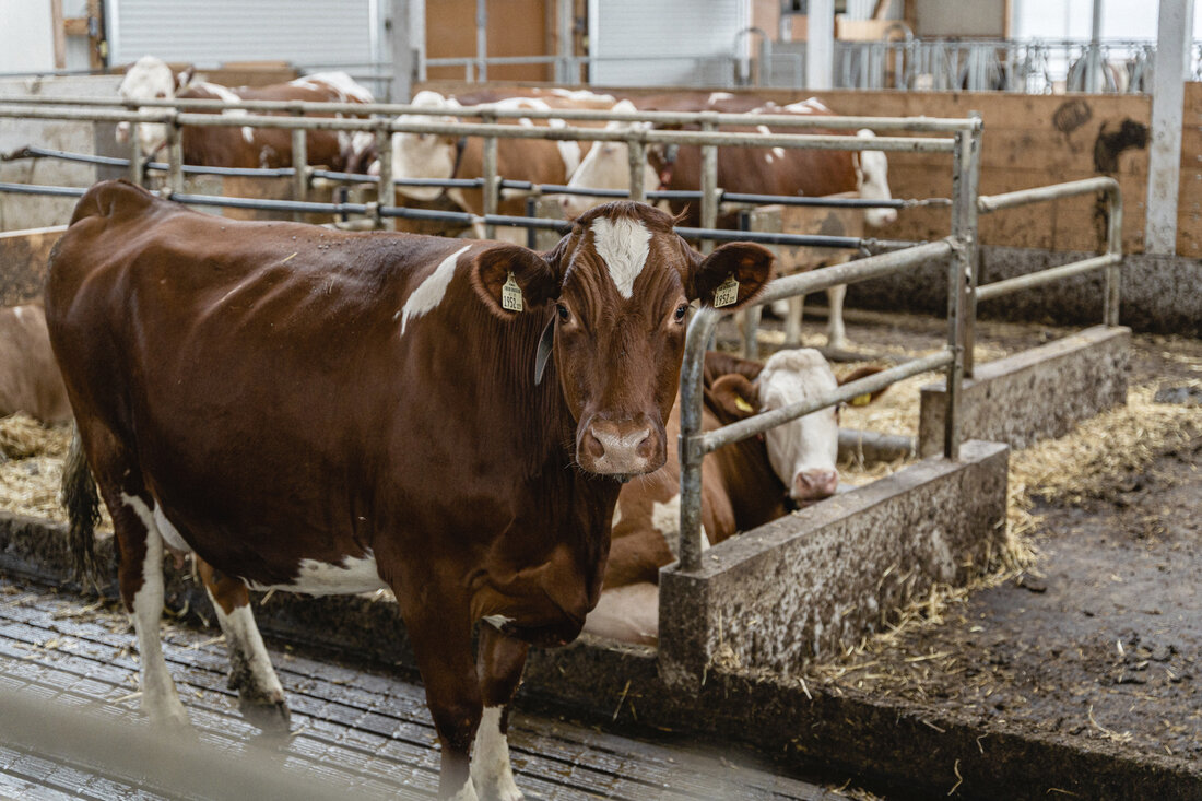 Seit 2005 ist die dauernde Anbindehaltung von Rindern in Neubauten per Gesetz verboten. In Ausnahmefällen ist sie noch bis 2030 erlaubt, wenn die örtlichen oder geografischen Gegebenheiten einen Umbau in einen Laufstall oder einen Weidegang nicht möglich machen. Zahlreiche Molkereien beziehen aufgrund der Forderungen der Märkte nur mehr Milch von Lieferanten ohne dauernde Anbindehaltung. Für weitere Verbesserungen der Tierhaltungsstandards und um den Anforderungen in Österreich und auf den Exportmärkten gerecht zu werden, hat sich die AMA-Marketing entschlossen, das Verbot der dauernden Anbindehaltung früher umzusetzen. Einstimmiger Beschluss für verbesserte Tierhaltung Am 27.07.2022 hat sich die AMA Marketing einstimmig entschlossen für weitere …