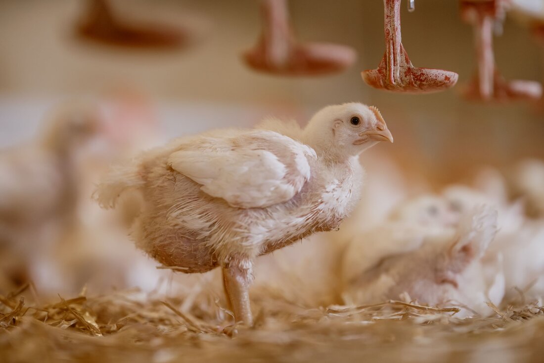 Der Tag des Geflügels am 10. Mai bietet Gelegenheit, einen Blick auf die Entwicklung des eiweiß- und proteinreichen, jedoch fett- und kalorienarmen Lebensmittels zu werfen.
