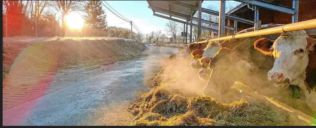 Methanreduktion bei Milchkühen: Wie Fütterung die Klimabilanz beeinflusst . Neue Ansätze in der Rinderfütterung könnten den Methanausstoß reduzieren. Ein Forschungsprojekt zeigt, wie verschiedene Rationen die Emissionen von Milchkühen beeinflussen können.