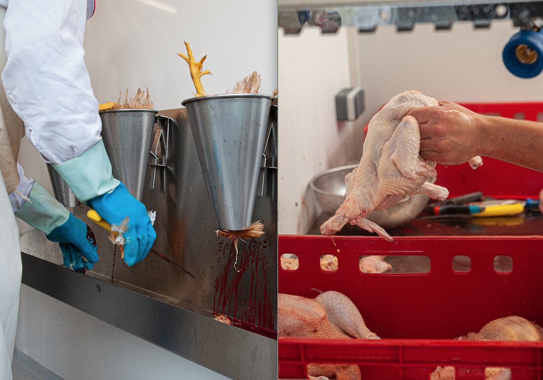 Die Registrierung im Rahmen der Geflügelschlachtung, auch als sog. „10.000er Regelung” bekannt, ist eine EU-weite Errungenschaft für die bäuerliche Direktvermarktung. Diese Richtlinie führt wichtige Ausnahmen für den Betrieb von kleinen Geflügelschlachtanlagen und ermöglicht so die bäuerliche Schlachtung von Geflügel direkt am Hof. Mit maximal 10.000 Stück pro Jahr und Betrieb ist die wichtigste Regulation die Gesamtmenge an geschlachteten Tieren – und das ist durchaus auch ausreichend für einen Großteil in der Direktvermarktung. Die EU-Zulassung hingegen regelt die gesamte Geflügelschlachtung und kennt keine Mengengrenzen. Warum will man dann überhaupt genau in diese Zulassung und was steckt dahinter? Registrierung vs. EU-Zulassung Die …