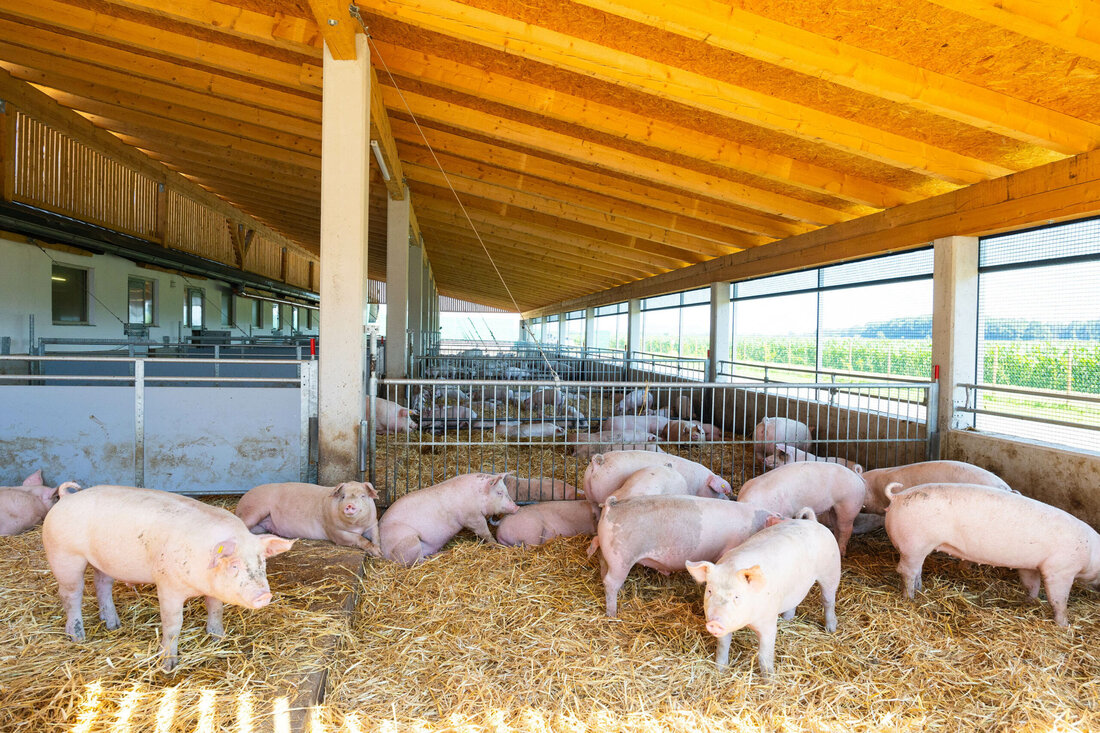 Neuer Tierwohl-Stall für Duroc-Schweine. TANN-Partner „Mühlenhof“ eröffnete im Sommer den zweiten Tierwohl-Stall im südsteirischen Wagendorf.