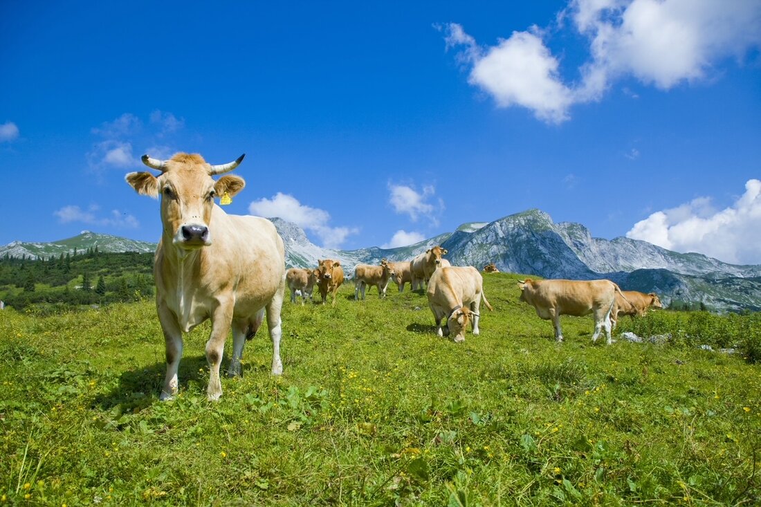 Artenschutz am Bauernhof: Erfolg mit Erhaltungszuchtprogramm. Der Bestand seltener Nutztierrassen hat sich in Österreich seit Ende der 90ger fast vervierfacht.

