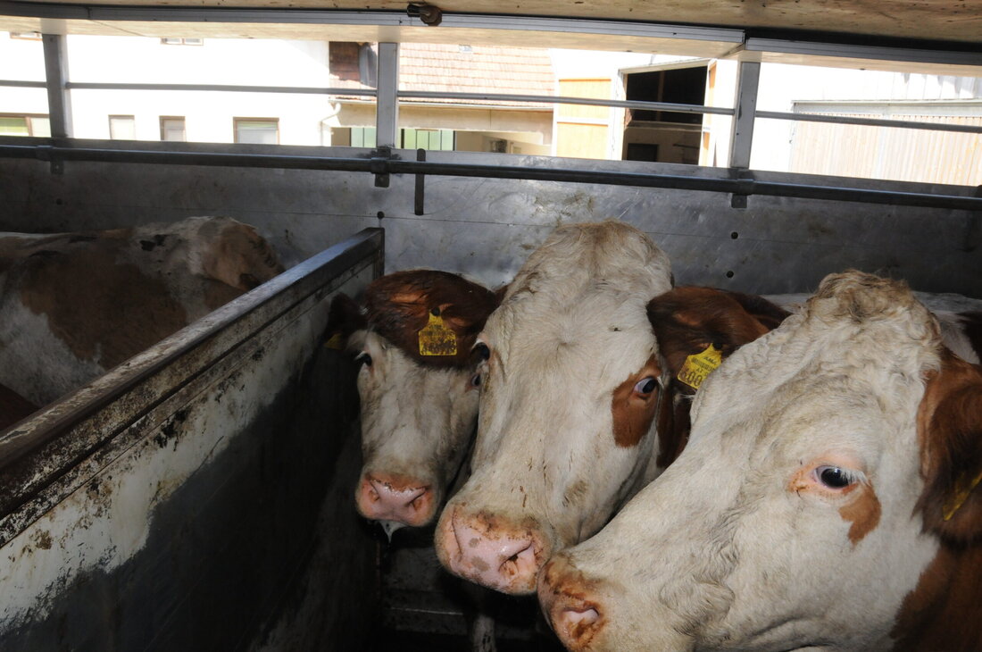 Tiertransporte: Gesundheitsausschuss schließt Beratungen über Volksbegehren ab. Gesundheitsminister Rauch sieht Bewegung auf EU-Ebene, Oppositionsanträge vertagt bzw. abgelehnt.