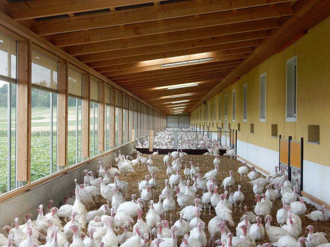 Ein wichtiges Erkennungszeichen ist das AMA-Gütesiegel. Es besagt, dass Puten in derselben Region geboren, aufwachsen, geschlachtet und verarbeitet werden müssen. Ist das rot-weiß-rote Siegel auf der Verpackung, dann nur in der AMA-Region Österreich. Das ist das Gute an der guten AMA-Pute. Mehr Tierwohl: Das ist das Gute an der AMA-Pute. Mehr Tierwohl bedeutet für die Puten: mehr Platz, mehr Licht, mehr Luft, frisches Trinkwasser und gentechnisch unverändertes, natürliches Futter. Puten sind sehr sensible Geschöpfe. Sie sind neugierig, suchen immer die Nähe untereinander, aber auch zu den Menschen, die den Stall betreten dürfen. Sie fühlen sich nur wohl, wenn sie sich &hellip;