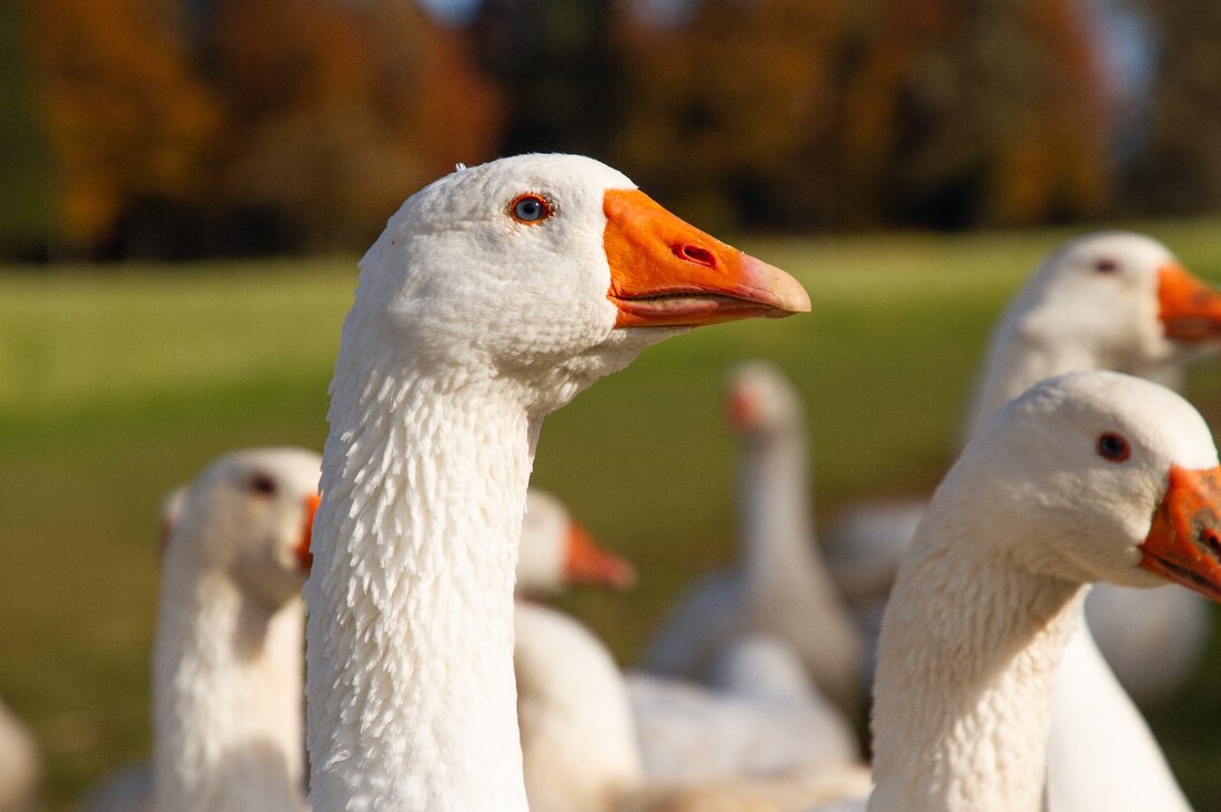 Rund um Martini hat die Gans Hochsaison. Der Griff zur heimischen Gans zahlt sich aus: In der österreichischen Gänsemast herrschen strengere Auflagen, als es die EU-Bio-Verordnung vorgibt.