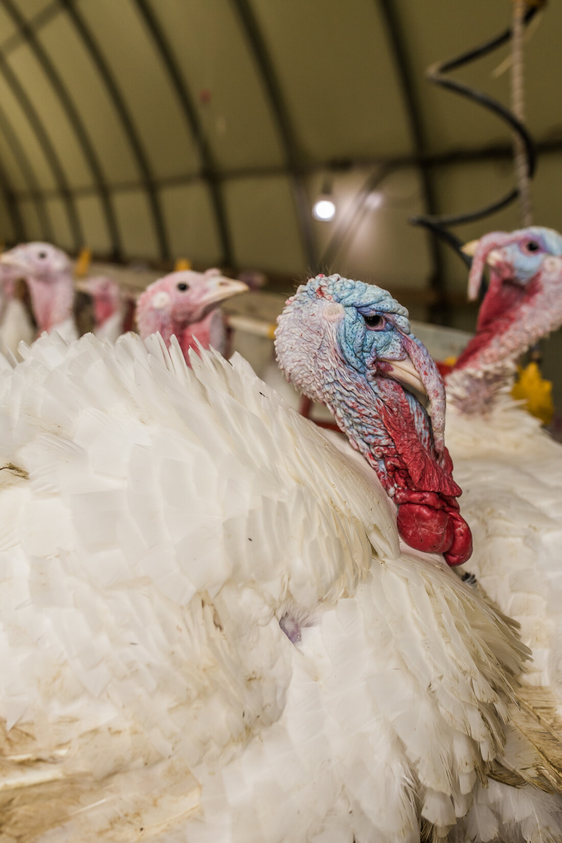 Geflügelwirtschaft fordert die Einhaltung der nationalen Qualitätsstandards