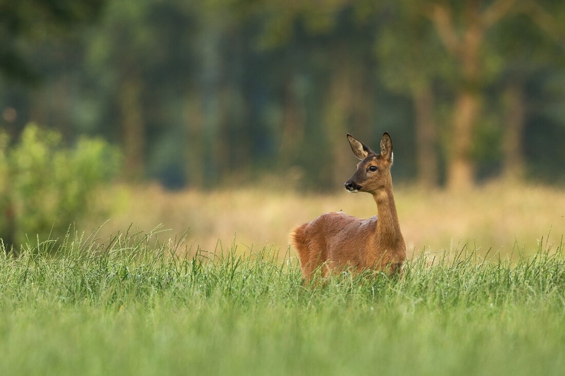 Vorarlberg kämpft gegen TBC: Hunderte Rinder in Gefahr? Ein Tuberkuloseverdacht im Bregenzerwald sorgt für Alarm: Über 600 Rinder könnten betroffen sein. Vorarlberg steht vor einer noch nie dagewesenen Herausforderung, um die Tiergesundheit zu schützen.