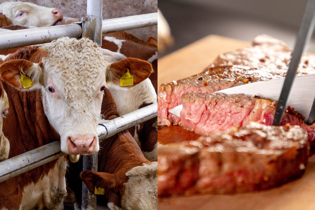 Land schafft Leben hat seine 24. Lebensmittelrecherche zum Thema Rindfleisch veröffentlicht. Die Untersuchung zeigt Diskrepanzen zwischen den Ansprüchen der Konsumentinnen und Konsumenten und ihrem tatsächlichen Kaufverhalten auf. Trotz Forderungen nach Weidehaltung greifen Verbraucher im Supermarkt oft zu intensiv gemästetem Fleisch. Der Verein betont die Notwendigkeit von Herkunfts- und Haltungskennzeichnungen, um Transparenz und bewusste Kaufentscheidungen zu fördern.