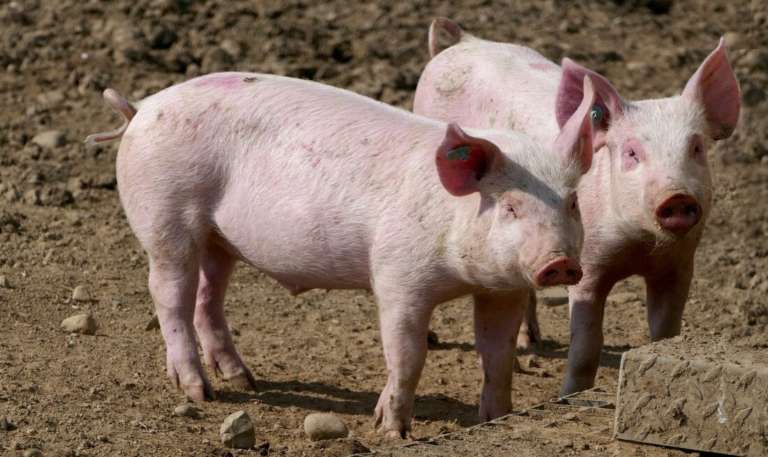 Nach schockierenden Aufnahmen aus einem Rinderbetrieb drängt die Tierschutzombudsstelle Wien auf eine umfassende Haltungskennzeichnung für tierische Produkte. Die bisherige Angabe "Herkunft Österreich" reicht nicht aus, so die Leiterin Eva Persy. Sie betont, dass eine transparente Kennzeichnung Konsumenten ermöglichen würde, bewusst tierfreundliche Produkte zu wählen und Landwirten einen Anreiz bieten würde, in höhere Tierwohlstandards zu investieren. Die Tierschutzombudsstelle fordert eine zeitnahe Umsetzung dieses Schritts.