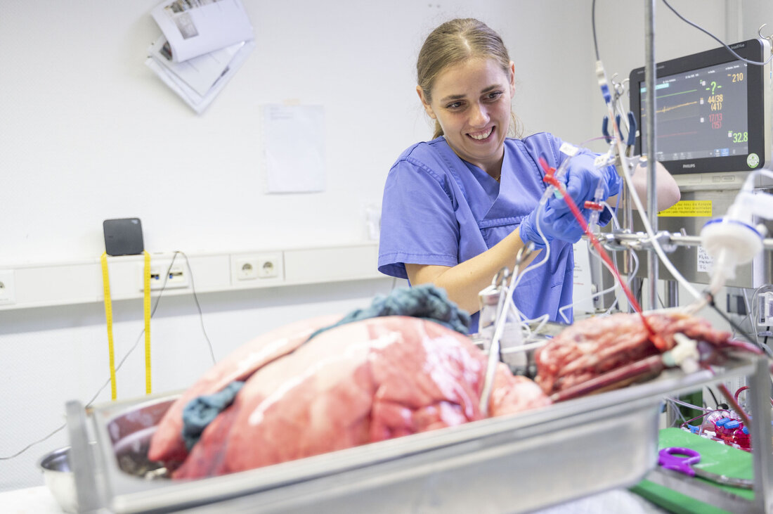 Die Universität des Saarlandes entwickelt ein einzigartiges Lungenmodell aus Schweinelungen, das Tierversuche ersetzen soll. Schlachtnebenprodukte wie Enzyme oder Herzklappen zeigen, wie unverzichtbar die Fleischwirtschaft für die moderne Medizin ist.