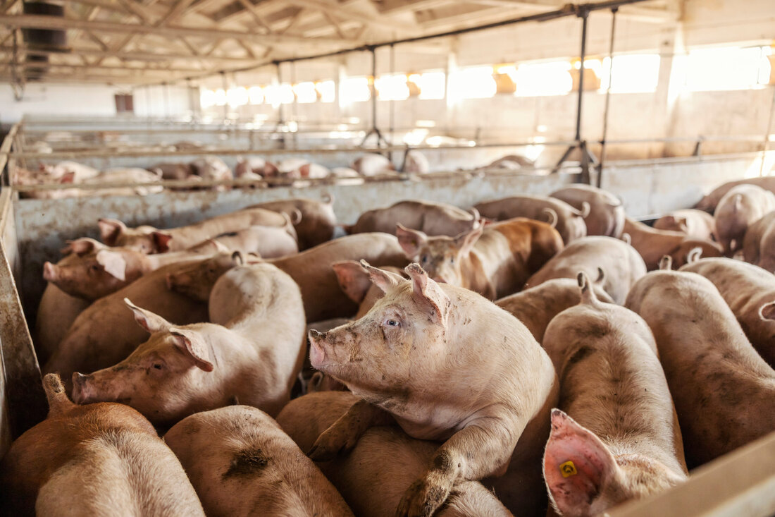Vollspaltböden und Schwanzkupieren: Die Novellen des Tierschutzgesetzes ziehen einige Änderungen in der Schweinehaltung nach sich. Die auf Tierschutz ausgerichteten Gesetze stellen auch eine Herausforderung für die heimische Nutztierhaltung dar.