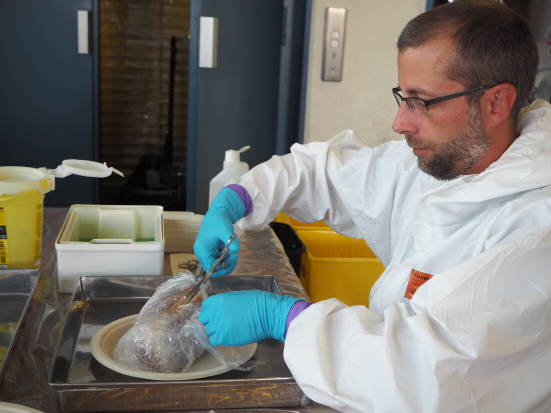 Österreich verstärkt mit Zoll und Gesundheitsministerium die Kontrollen gegen Afrikanische Schweinepest im Ferienreiseverkehr.