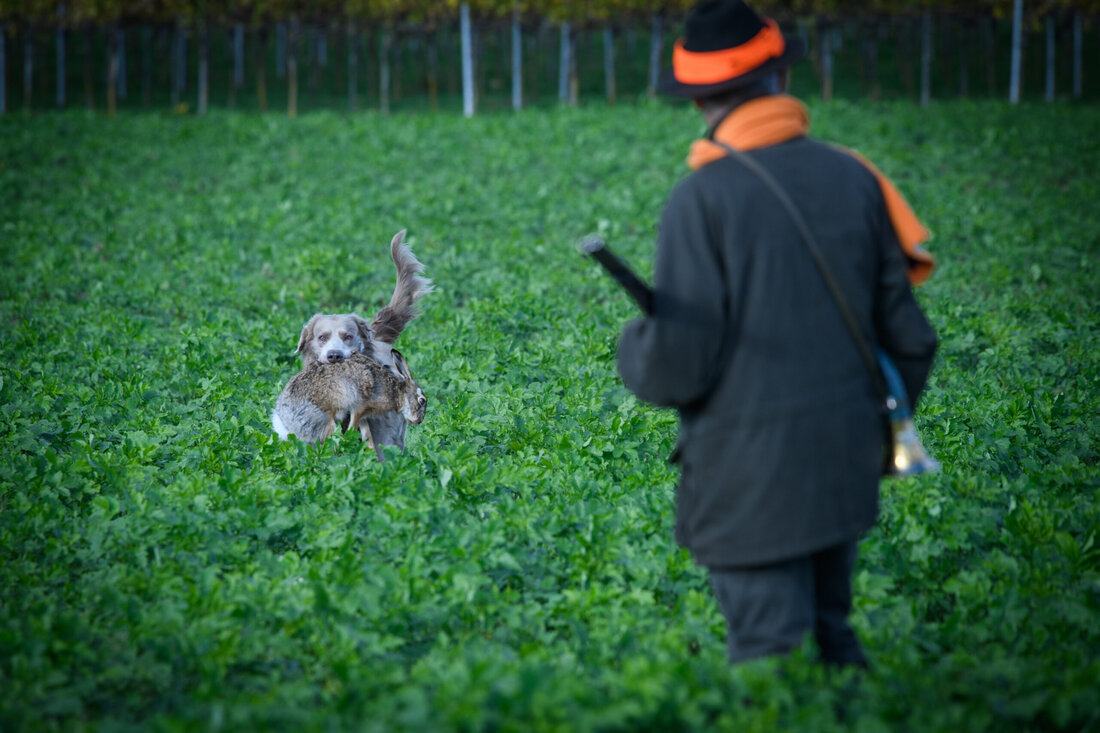 Wo kommen sie alle hin? 101.700 Wildhasen werden laut offizieller Jagdstatistik erlegt. Doch nur wenige finden ihren Weg in die Fleischereien. Wie man die Löffel Träge zur Gänze und zeitgemäß verarbeitet demonstrierten Spitzenköche und Winzer am Rande einer Treibjagd. Fleisch & Co-Autor Roland Graf war dabei.