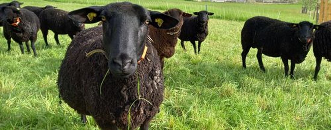 Erfahren Sie alles über die neuen Vereinfachungen bei den Tierwohl-Weideaufzeichnungen ab 2024 in Niederösterreich. Alles Wissenswerte auf einen Blick!