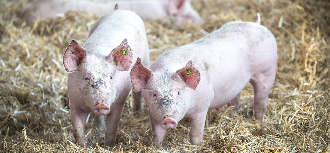 Am Puls der Zeit: Gastronomiepartner Transgourmet. Der österreichische Großhandel erweitert sein Angebot an biologisch und nachhaltig produziertes Fleisch speziell für die Gastronomie.