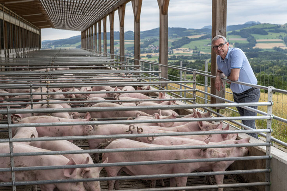 Tierschutz in Österreich: Praxistaugliche Lösungen für eine nachhaltige Tierhaltung. Österreichs Landwirte fordern wirtschaftliche Rahmenbedingungen für den Tierschutz. Debatten über Schweinehaltung und Tiertransporte zeigen die Notwendigkeit langfristiger, praktikabler Lösungen.
