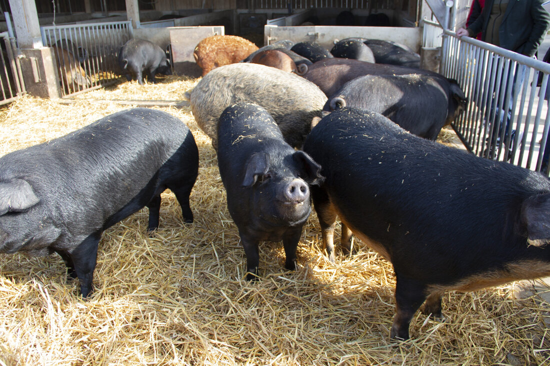 Nach zwei herausfordernden Jahren der COVID-19-Pandemie können österreichische Schweinebäuerinnen und-bauern immer noch nicht aufatmen. Die Maßnahmen gegen die anhaltende COVID-19-Pandemie sowie die Ausbreitung der Afrikanischen Schweinepest führen zu einem beträchtlichen Überangebot am europäischen Markt. Außerdem erhöht eine massive Preissteigerung im Bereich der Betriebsmittel den Druck auf die gesamte Branche. Die Lage ist für viele schweinehaltende Betriebe bereits existenzbedrohend. Mit dem neuen Paket kann nun zumindest ein Teil des Einkommensverlustes der letzten Jahre abgegolten werden. VÖS-Obmann Walter Lederhilger zeigt sich erfreut über das Paket: „Österreichs Schweinebäuerinnen und -bauern sehen sich aktuell mit außergewöhnlichen Marktverwerfungen konfrontiert. Der Verlustersatz ist ein notwendiges Instrument, …