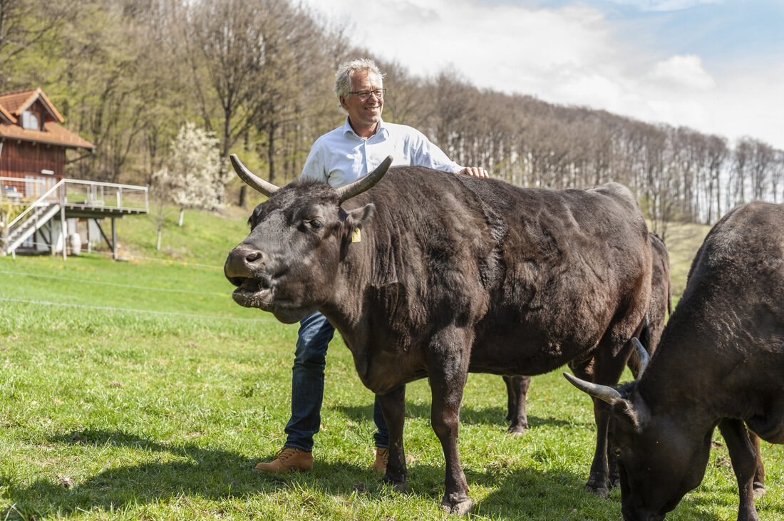 Ex-Radrennfahrer Gerhard Zadrobilek züchtet reinrassiger Wagyu-Rindern. Was als Versuch begann ist heute ein Erfolgsprodukt! 