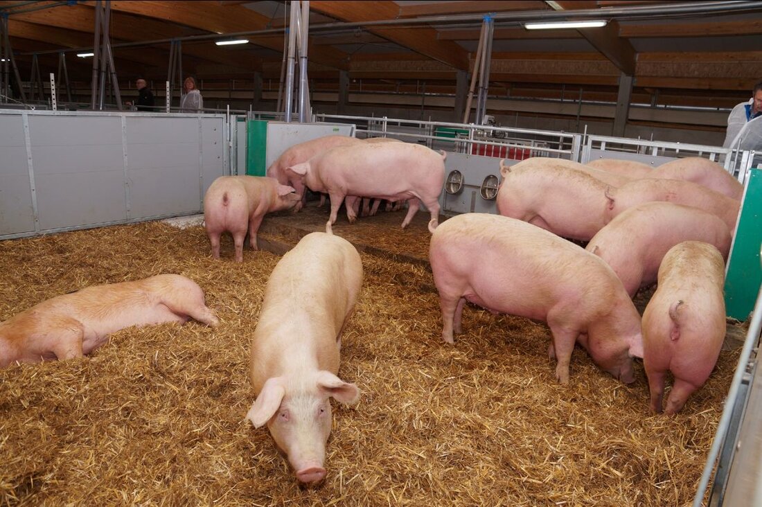 Die Entwicklung des gemeinsamen Strohschwein-Programms von Vion, den Landwirten und dem LEH trägt bereits Früchte: Gemeinsam mit seinen süddeutschen Erzeugern und dem LEH (Lebensmitteleinzelhandel) verdoppelt Vion die Produktionsmenge der Strohschweine. Konsumenten honorieren Tierwohlstandards der Landwirte entsprechend den Stallanforderungen der ITW-Haltungsstufe 3.