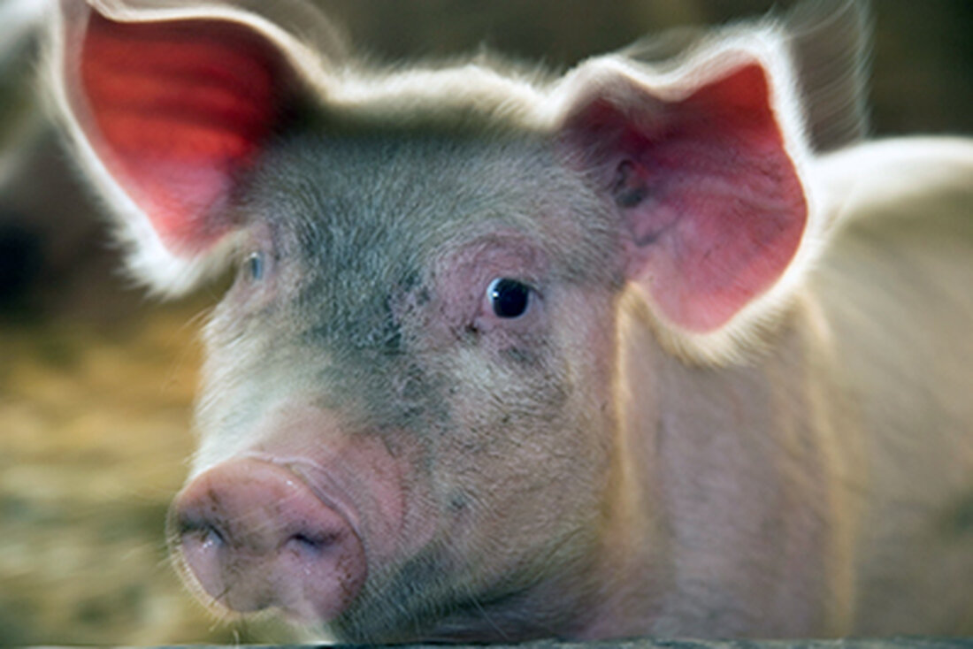 Mit 2. Oktober 2017 treten einige Neuerungen beim AMA-Gütesiegel in Kraft. Die Schlachtkörperkriterien Mastschweine und für Jungstiere ändern sich. Außerdem gibt es ein freiwilliges Modul für mehr Tierwohl.