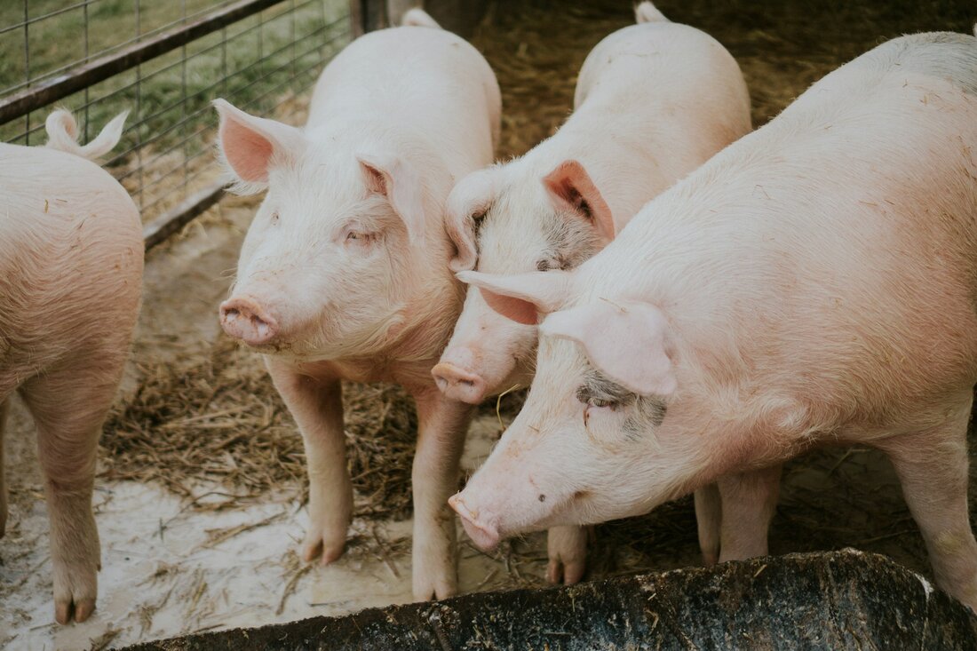 m Jahr 2024 hat der langjährige Abbau des Schweinebestandes in Österreich erstmals ein Ende gefunden. Die Schweinebestände sind leicht angestiegen, was den österreichischen Landwirtschaftssektor positiv überrascht. Doch wie sehen die aktuellen Entwicklungen aus, und welche Auswirkungen haben sie auf die österreichische Schweinehaltung?