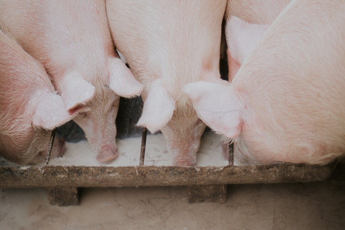 Die österreichische Schweinebranche verzeichnet 2024 ein Plus von 8,4 % bei Bio- und Tierwohlschlachtungen. Doch ohne klare Rahmenbedingungen, transparente Kennzeichnung und stabile Nachfrage droht der positive Trend zu kippen. Ein Überblick.