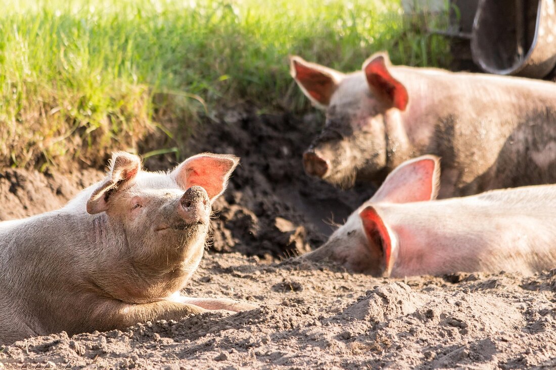 Studien zeigen: Schweine aus biologischer Haltung haben seltener Klauenprobleme als konventionell gehaltene Tiere.