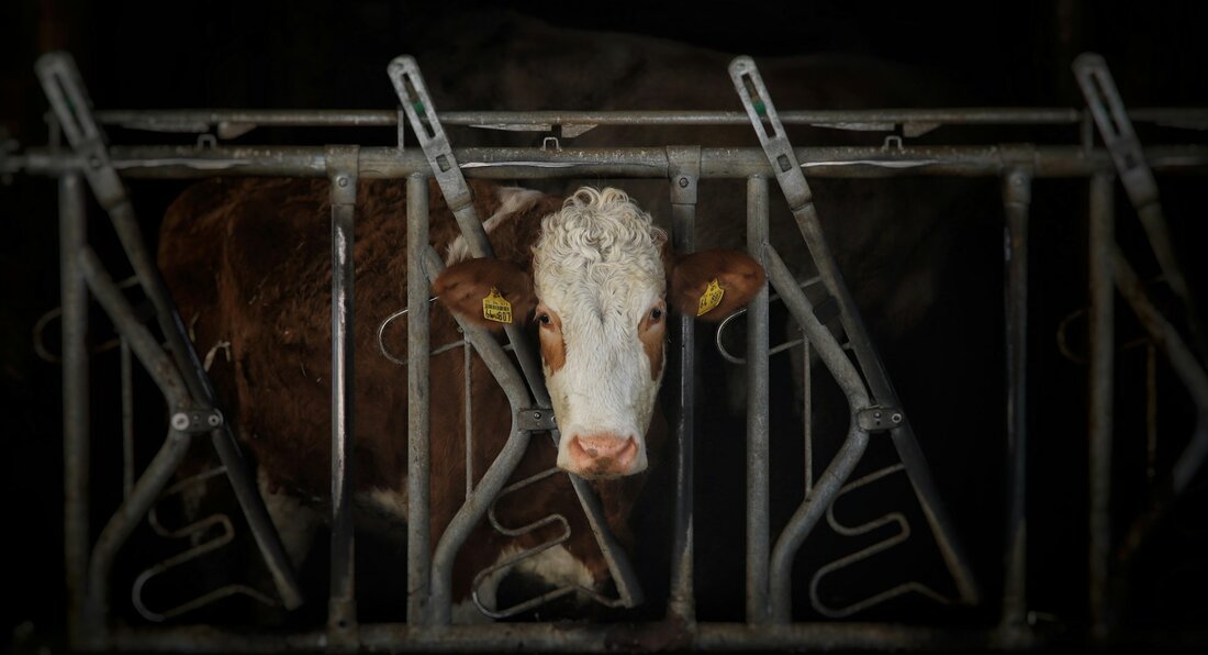 Zersplitterte Zuständigkeiten erschweren Tierschutz in Österreich: Rechnungshof fordert strengere Kontrollen. Die Kompetenzverteilung im Tierschutz ist in Österreich auf EU-, Bundes- und Landesebene zersplittert. Der Rechnungshof kritisiert mangelnde Einheitlichkeit und fordert klare Vorgaben sowie eine Erhöhung der Kontrolldichte.