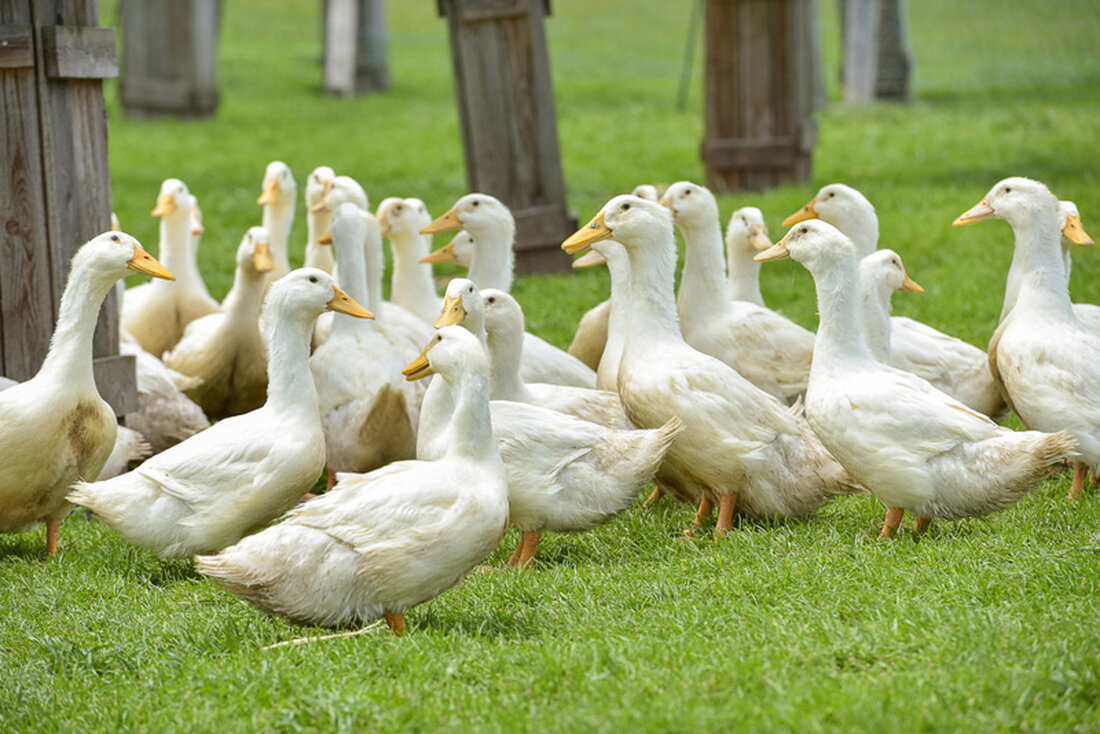 Im Rahmen eines gemeinsamen Projektes von Merkur und Bio Austria gibt es in allen 130 Merkur-Märkten in Österreich frisches Entenfleisch aus biologischer Landwirtschaft.