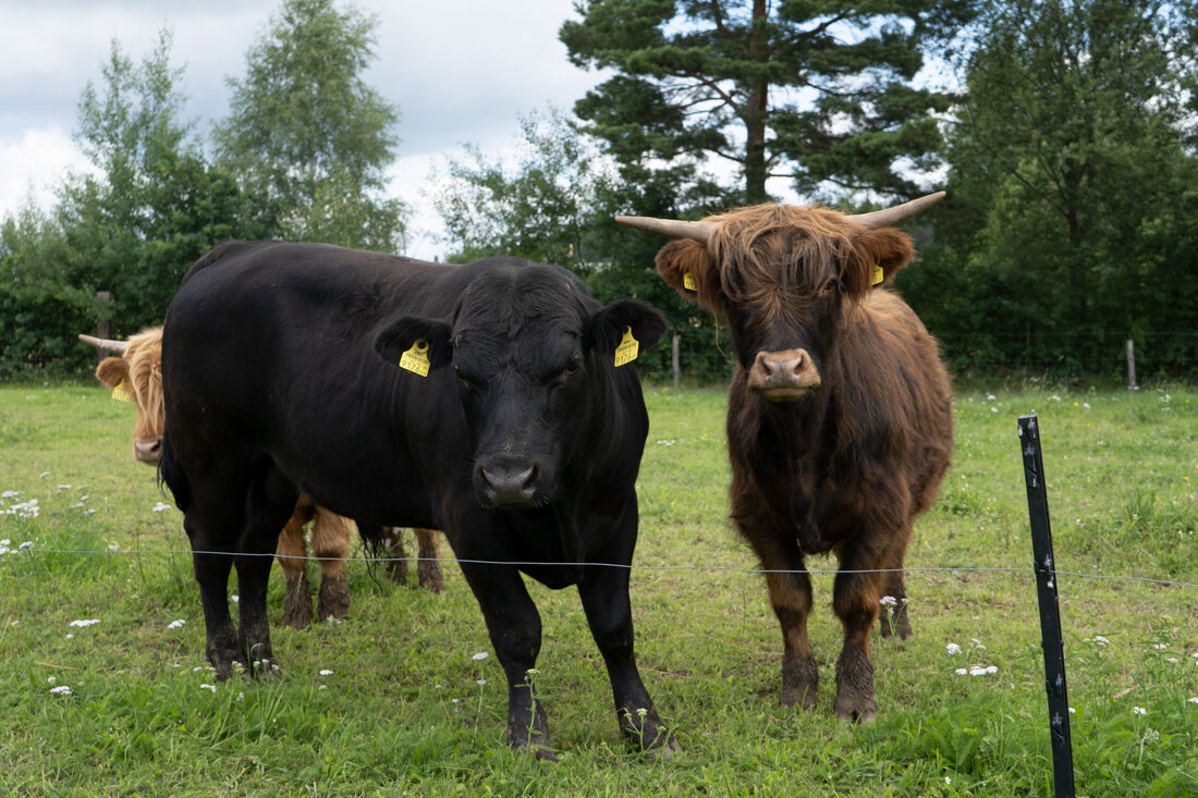Patrick Laister und Manuel Hahn züchten und vermarkten in Rieggers biozertifizierte Angus- und Hochlandrinder.