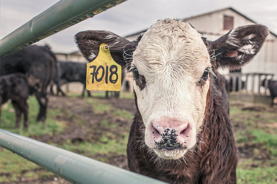 Drei verschiedene Schulen in Hollabrunn können nun ihre selbst erzeugten Produkte wie Fleisch und Wurstwaren, aber auch Obst und Gemüse zum Verkauf anbieten. Im Zuge des Neubaus der Fleischerwerkstätte vor einem Jahr wurden auch Räume für den Hofladen errichtet, der nun in Betrieb geht. „Die Direktvermarktung hat sich bereits für rund ein Viertel der landwirtschaftlichen Betriebe in Österreich zu einem wirtschaftlichen Standbein entwickelt. Daher ist es ein Gebot der Stunde, dass die Schülerinnen und Schüler im Ab-Hof-Verkauf wertvolle Erfahrungen für das Berufsleben sammeln können“, so Bildungs-Landesrätin Christiane Teschl-Hofmeister.  Der Hofladen hat seit Oktober immer freitags von 8.30 bis 11.00 Uhr &hellip;