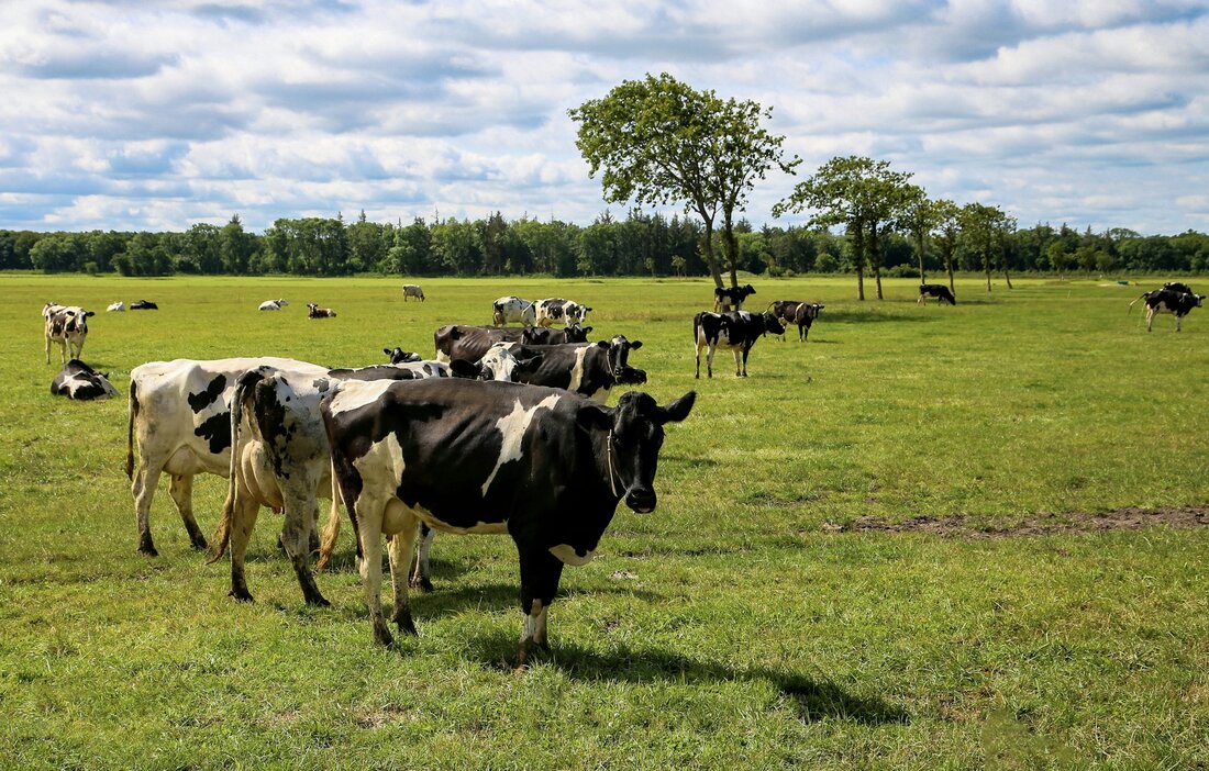 Dänemark führt als erstes Land eine CO₂-Steuer auf Nutztierhaltung ein, um Treibhausgasemissionen zu senken und die nachhaltige Landwirtschaft zu fördern.