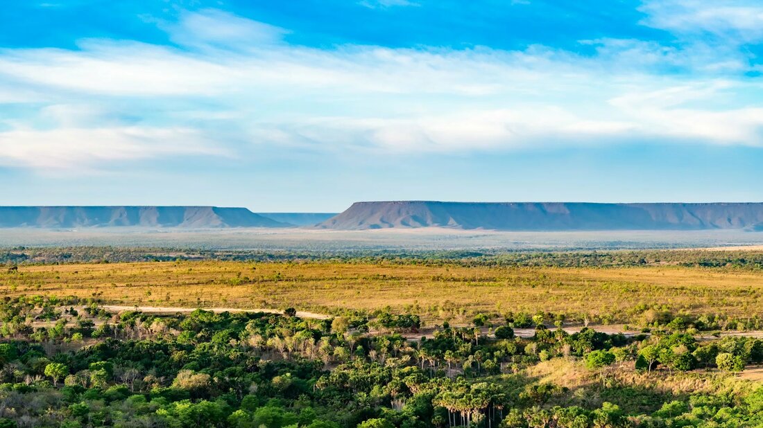 Erfahren Sie, wie Abholzung den Cerrado Brasiliens bedroht und die Abholzung für Viehzucht zunimmt, während der Amazonas besser geschützt wird. Eine ökologische Krise droht.
